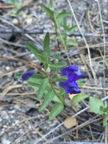 iNaturalist observation photo of Grayleaf Skullcap