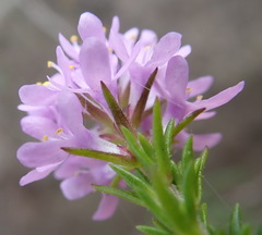 Selago villicaulis
