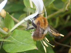 Bombus