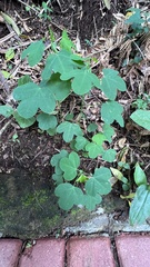 Passiflora tenuifila