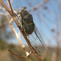 Diceroprocta semicincta