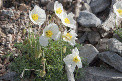 Papaver alpinum alpinum