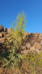 Verbascum qulebicum