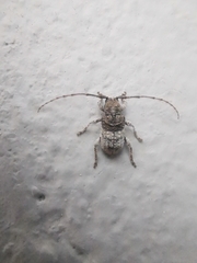 Ecyrus