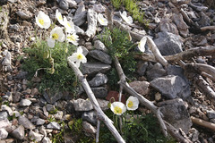 Papaver alpinum alpinum