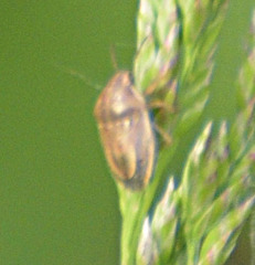 Neottiglossa leporina