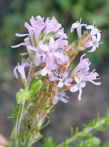 Image of Dune Bitterbush (Selago villicaulis) by (c) Nicola van Berkel, some rights reserved (CC BY-SA)