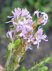 Selago villicaulis