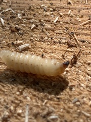 Monochamus marmorator