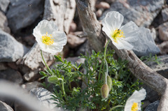 Papaver alpinum alpinum