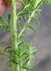 Selago villicaulis