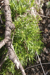 Galium anisophyllon