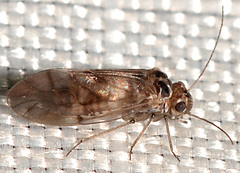Peripsocus