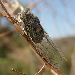 Diceroprocta semicincta