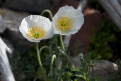 Papaver alpinum alpinum