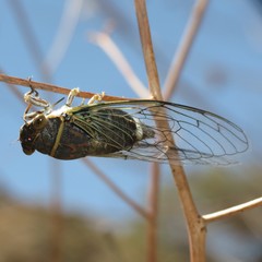 Diceroprocta semicincta