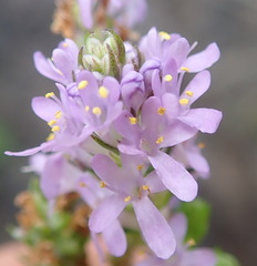 Selago villicaulis