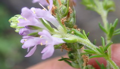 Selago villicaulis