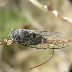 Diceroprocta semicincta
