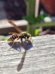 Polistes dominula