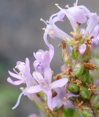 Selago villicaulis