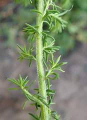 Selago villicaulis