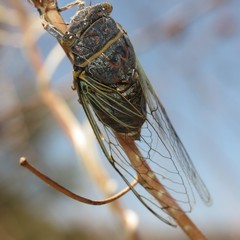 Diceroprocta semicincta