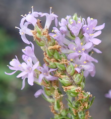 Selago villicaulis