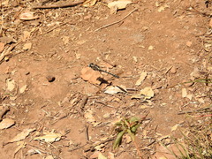 Phanogomphus kurilis