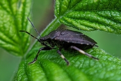 Rhacognathus punctatus