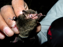 Myotis frater