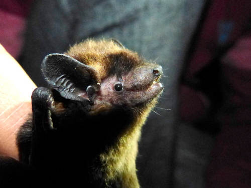 Sombre Serotine (Cnephaeus tatei) — Data Deficient Mammalia