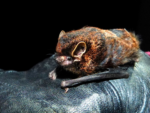 Bronze Sprite (Arielulus circumdatus) — Least Concern Mammalia