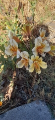 Alstroemeriaceae