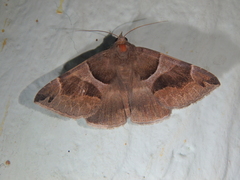 Dysgonia algira