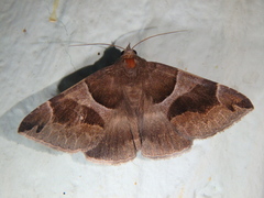 Dysgonia algira