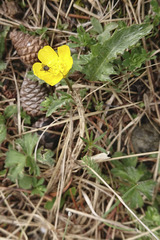 Ranunculus montanus