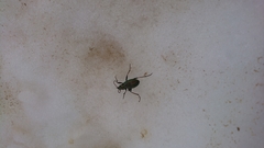 Carabus sylvestris