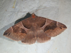 Dysgonia algira