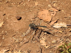 Phanogomphus kurilis