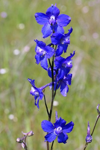 Delphinium variegatum ssp. variegatum