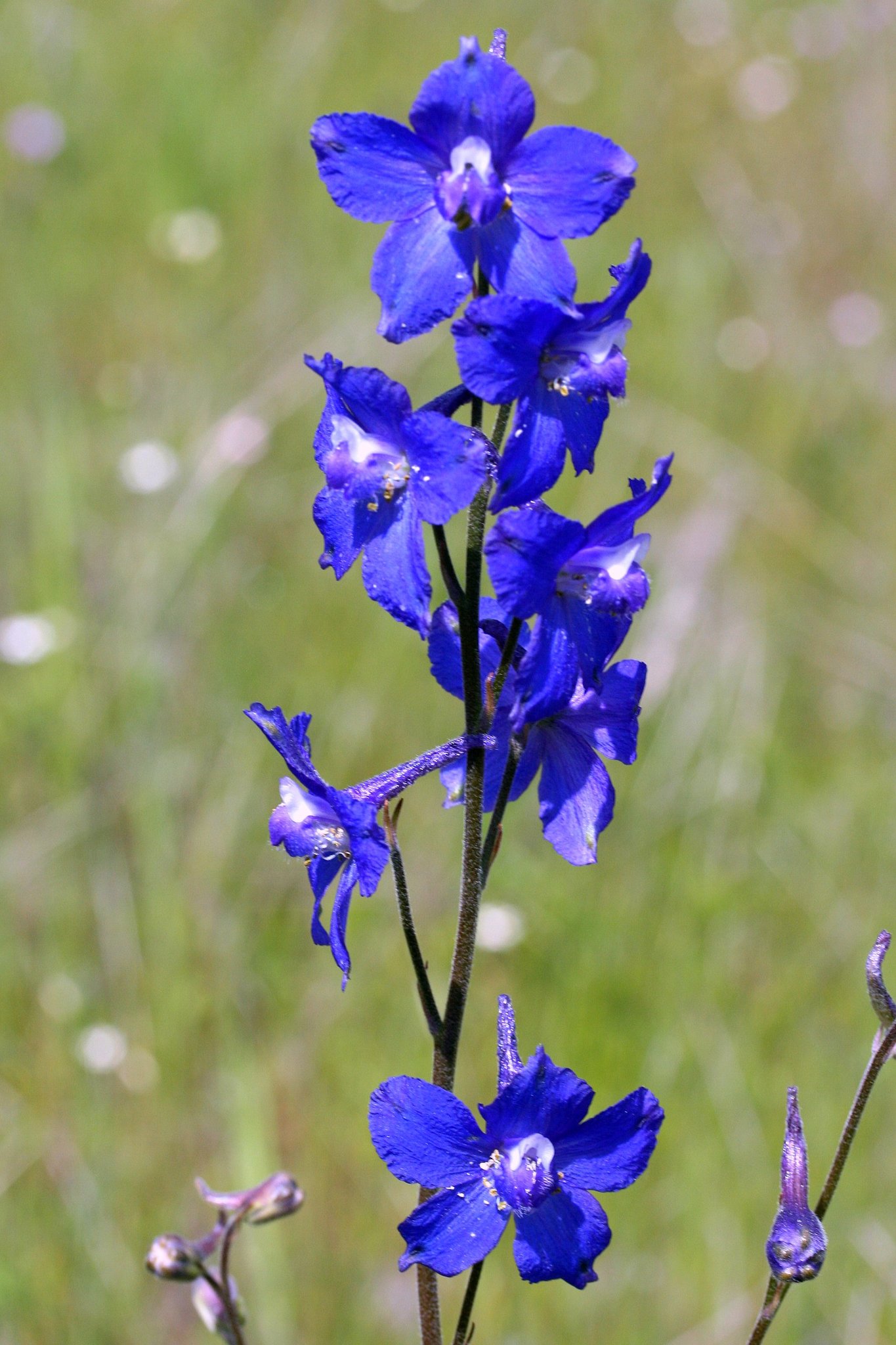 Delphinium variegatum ssp. variegatum