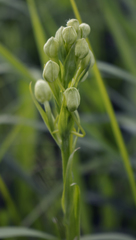 Platanthera leucophaea
