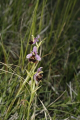 Ophrys fuciflora