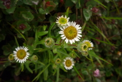 Erigeron morrisonensis