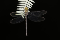 Gynacantha ryukyuensis