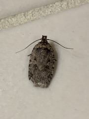 Agonopterix paulae