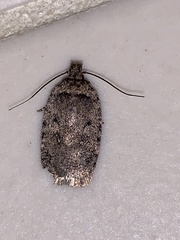 Agonopterix paulae
