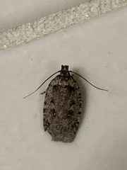Agonopterix paulae