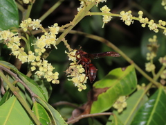 Polistes tenebricosus
